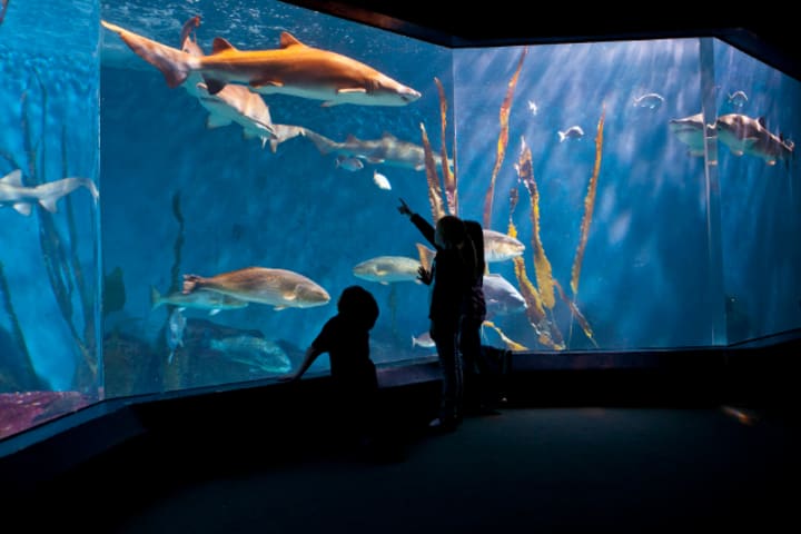 Norwalk residents will receive free admission to the Maritime Aquarium at Norwalk on Saturday, Dec. 7.
