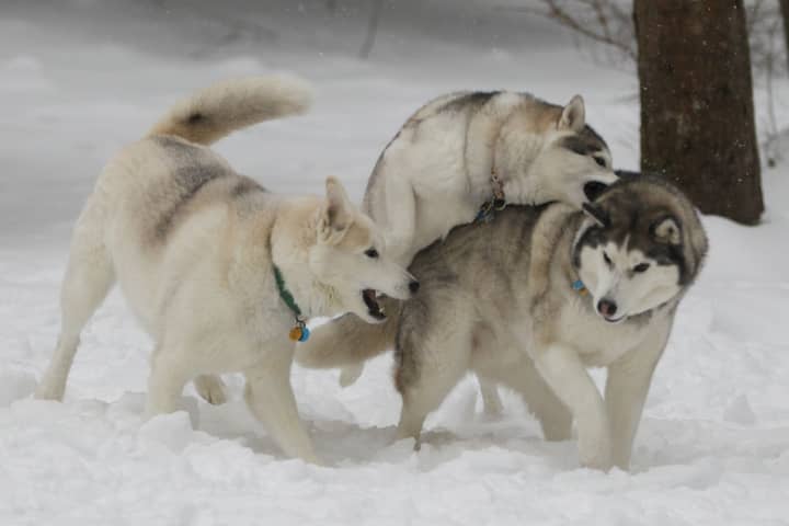 Zeus (left), Apollo and Athena, three Siberian Huskies owned by the Peyreigne family in Weston, frolic in Tuesday&#x27;s snow.