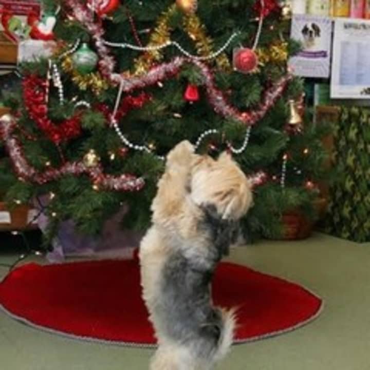 Pet nutrition expert Anthony Bennie is offering tips to help keep pets healthy and safe this holiday season. 