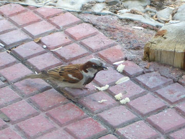 A sparrow that was trapped in a Stamford CVS for three days was finally captured recently. 