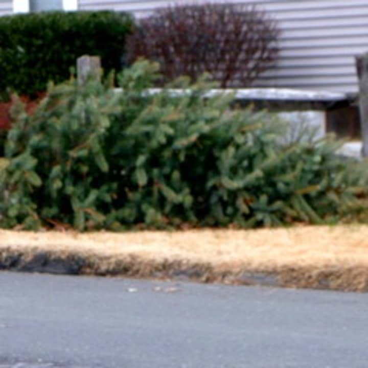 The City of Norwalk will collect Christmas trees twice during the month of January. 