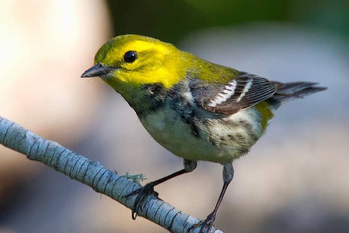 The Bruce Museum is sponsoring a bird walk at Greenwich Point Park on Sunday, Jan. 5. 