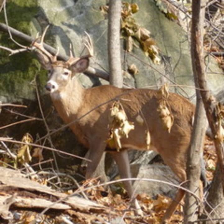 Connecticut begins its Instant Award lottery method for issuing deer hunting permits.