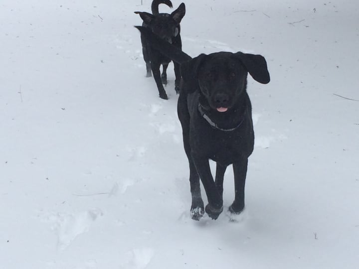 Mac and Milo of Fairfield enjoy running in the snow.