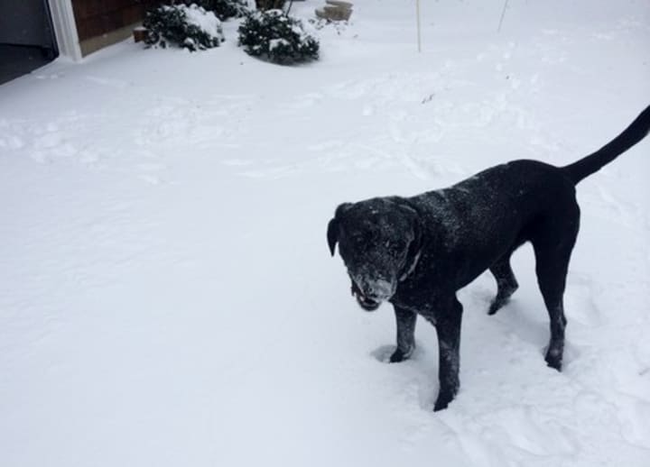 Fairfield dog Milo is still a puppy and eats the snow.