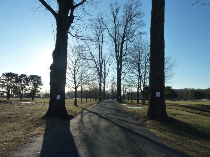 A total of 15 trees along the entrance to Westport&#x27;s Longshore Club Park are to be removed.