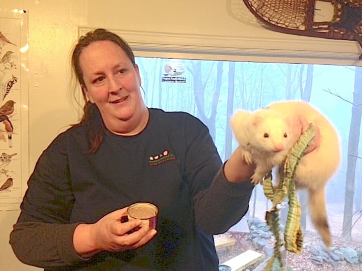 Lisa Rickers discusses target-training with ferrets.