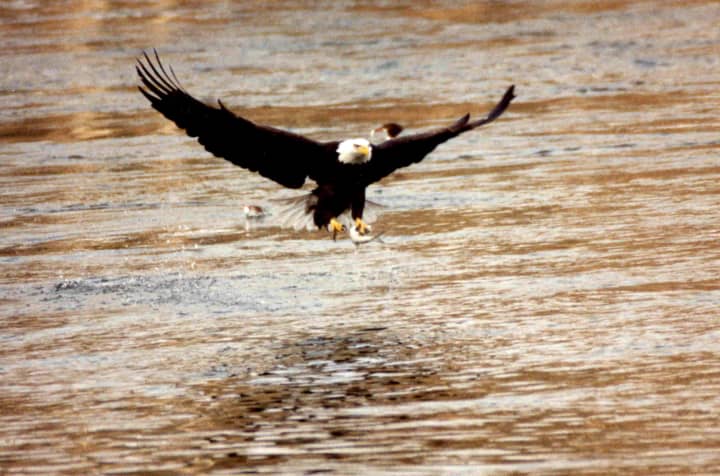 A bald eagle feeds near the Shepaug Dam on the Housatonic River in Southbury.