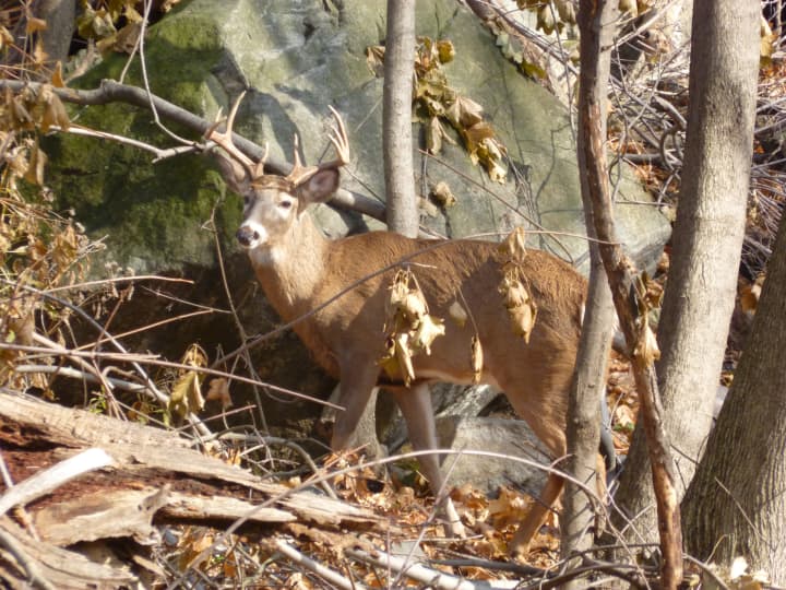 Teatown Lake&#x27;s plan to reduce the deer population can move forward.