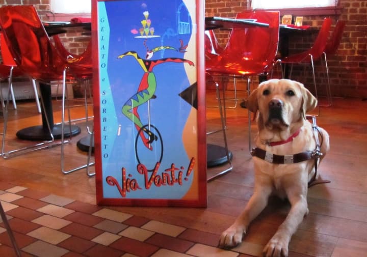 Guiding Eyes for the Blind Yellow Lab guide dog in training Aris poses at Via Vanti! Restaurant &amp; Gelateria in Mount Kisco, where a fund-raiser will be held on Jan 26.