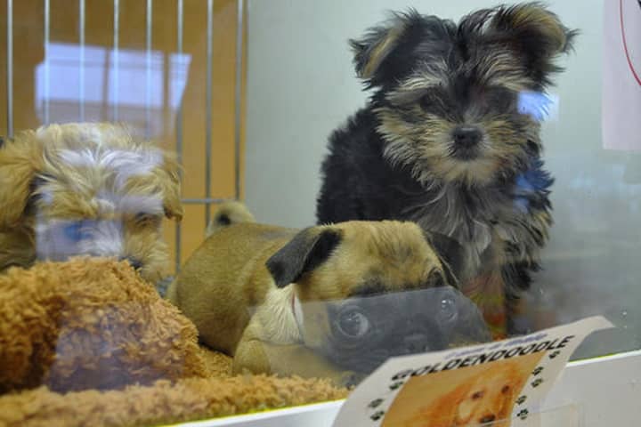 Puppies of Westport has been evacuated after a suspicious package was found there.