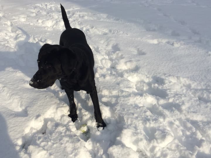 Being outside and getting exercise is important for dogs, but the ASPCA is urging Fairfield County pet owners to be careful with how much time they spend outside in the freezing temperatures. 