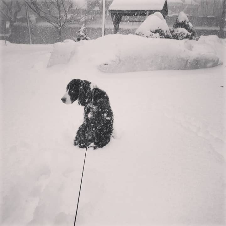 Jasper Smith of Larchmont is over the snow, to say the least.