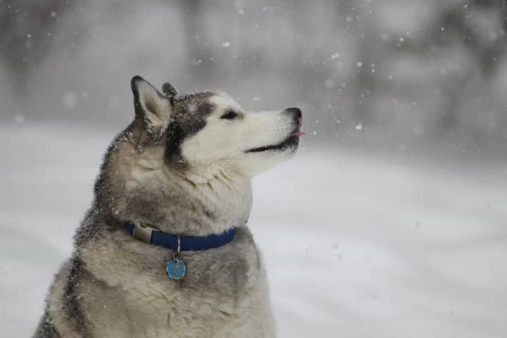Apollo gets a taste of the snow during Thursday&#x27;s storm.