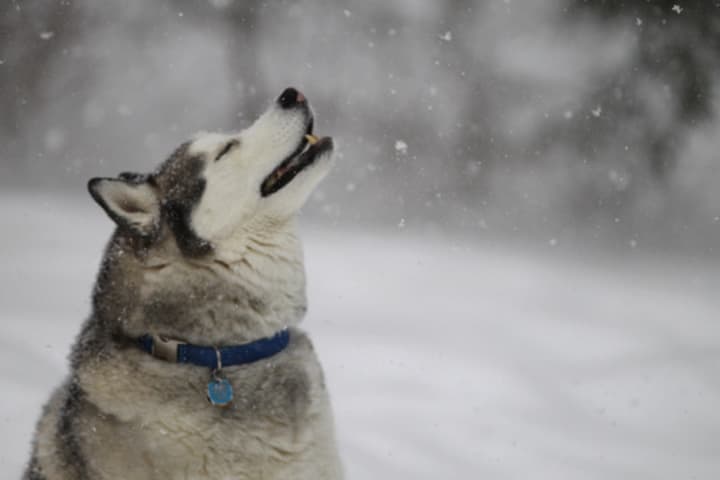Apollo, a Siberian Husky, enjoys Thursday&#x27;s snowstorm in Weston. More snow is on the way on Saturday.  