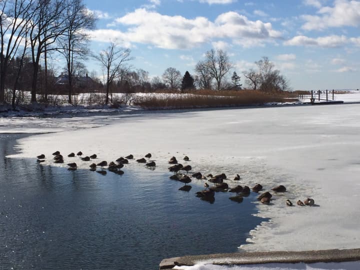 Geese sit on ice formed on Southport Harbor in Fairfield on Valentine&#x27;s Day during one of the coldest periods of this winter. 