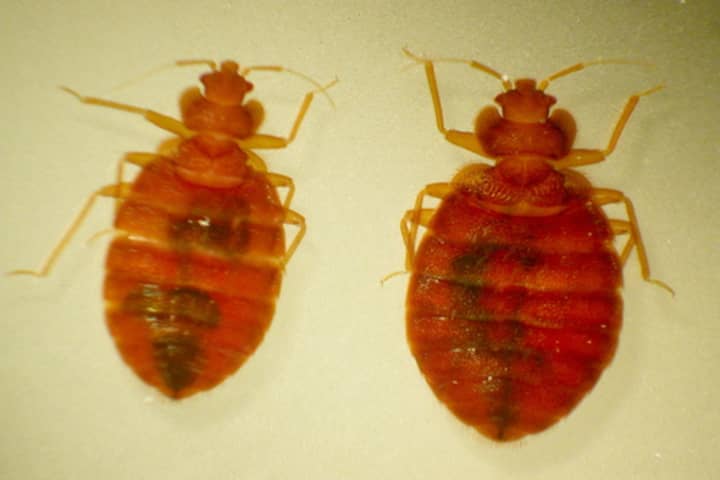 A Yonkers school is dealing with a bed bug sighting.