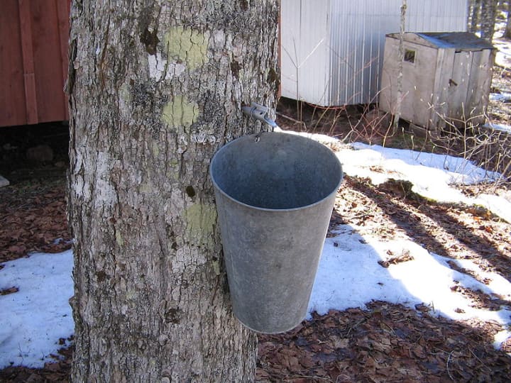 Learn about making maple syrup at Wilton&#x27;s Ambler farm on Saturday, March 8.