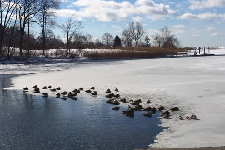 Geese sit on ice formed on Southport Harbor in Fairfield on Valentine&#x27;s Day during one of the coldest periods of this winter.