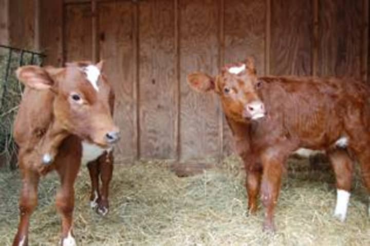 Prim, left, and Nessie, right, are the two newest additions to Heckscher Farm at the Stamford Museum &amp; Nature Center. 