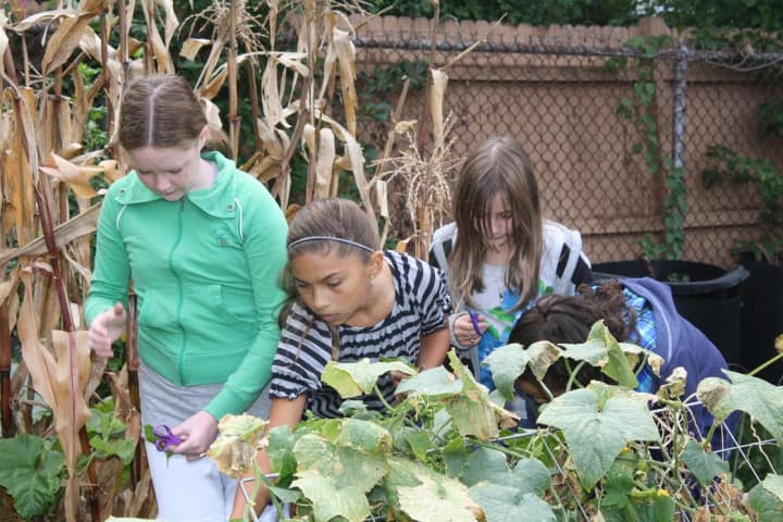 Eastchester students in the Anne Hutchinson sustainability garden.