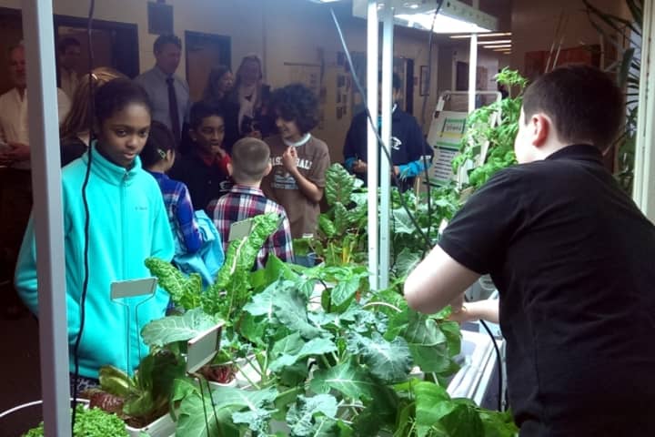 Students at Norwalk&#x27;s Jefferson Magnet School study their new hydroponic vegetable garden. 