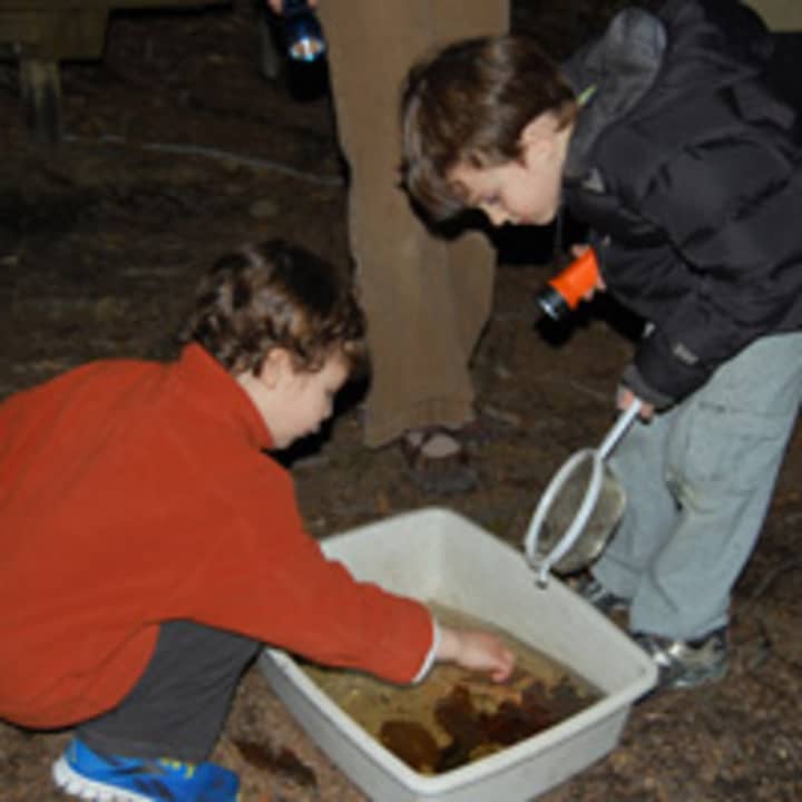 The Stamford Museum &amp; Nature Center will host a nighttime amphibian amble on Friday, April 11.