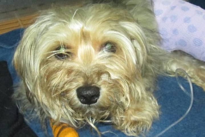 Bruno, a Yorkshire terrier mix, is being treated in Stamford for severe injuries after he was hit by car in Redding. 