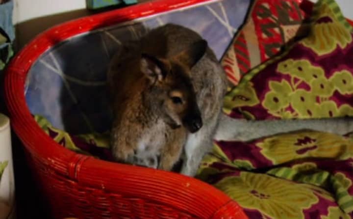 Sightings of Indy, a missing wallaby, have been reported throughout North Salem.