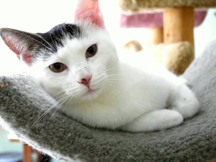 Yoko is available for adoption at Wilton&#x27;s Animals in Distress.