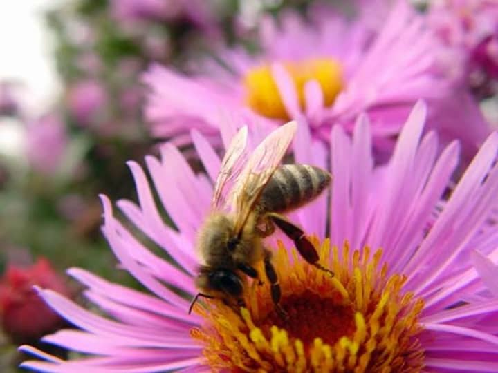 Homeowners can do several things on their landscape to help honey bees.