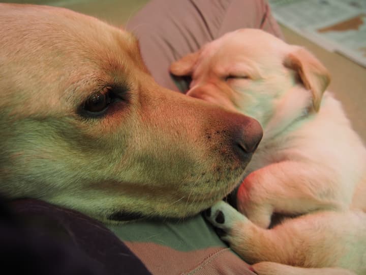 Dazzle, a Guiding Eyes breed dog, with her new puppy.