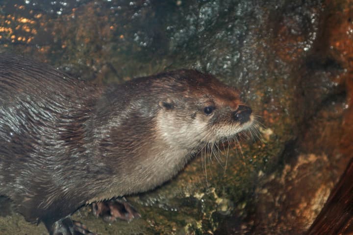 North American river otter Bell. 