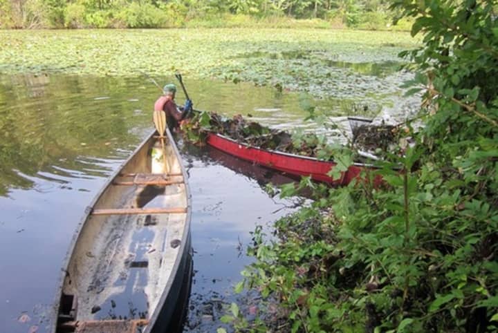 The Horseshoe Pond Lily Pad Project cleared a significant corner of the Wilton pond in past years.