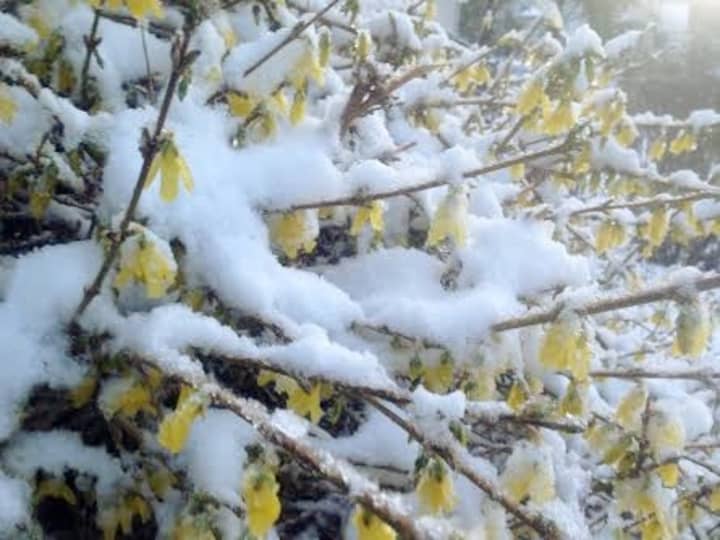 Snow covers the yellow forsythia flowers Wednesday morning in Danbury after overnight snow showers. 