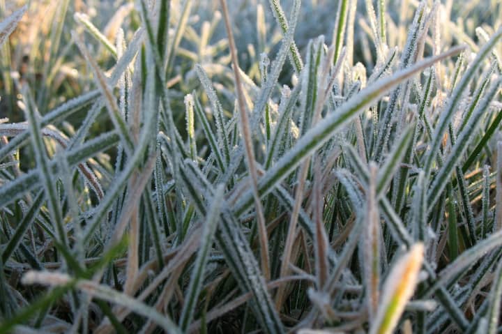 Frost reportedly could affect plants and crops in Fairfield County for a third straight night.