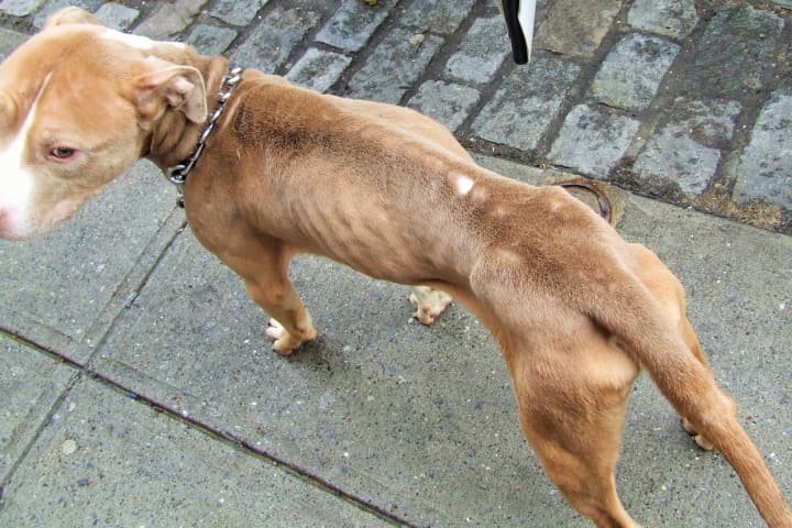 The above pit bull was one of three dogs found malnourished in a Yonkers apartment.