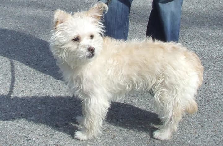 Miley, a 1-year-old Westie Mix found in Bronxville is looking for a new home.