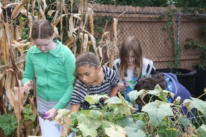Eastchester students foraging in the school&#x27;s sustainability garden.