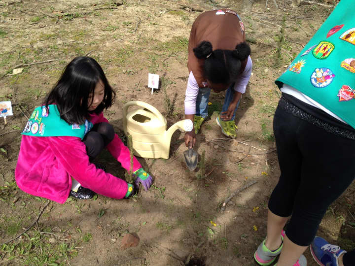 Tuckahoe/Eastchester Girl Scouts celebrated the 350th anniversary of the town of Eastchester by planting 350 tree seedlings on Arbor Day. 