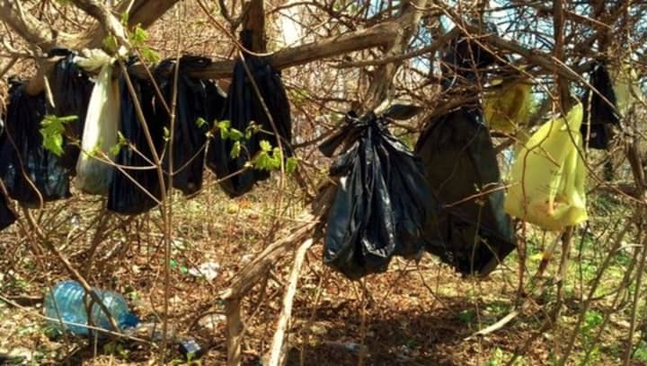 Twenty-five dead cats were found  in plastic bags and hanging from trees in Yonkers.