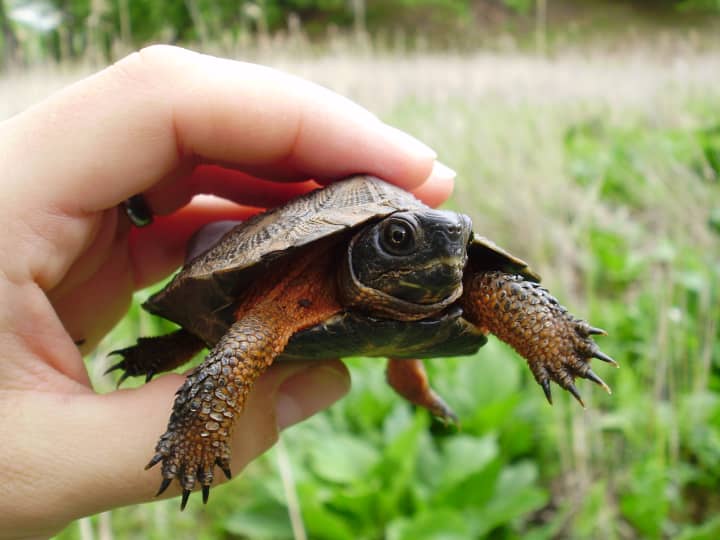 The Bedford Audubon Society is hosting an annual meeting prior to the Katonah Village Library&#x27;s lecture on Wood Turtles. 
