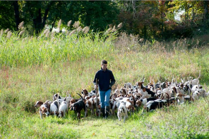 Ciaran Murphy, the Huntsman at Golden&#x27;s Bridge Hounds, trains 50-70 hounds at the kennels. 