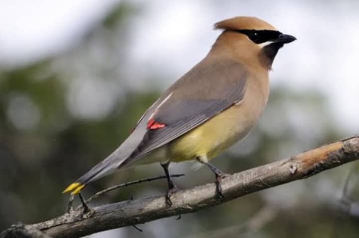 Cedar Waxwings are one of the many bird species you can attract to your yard.