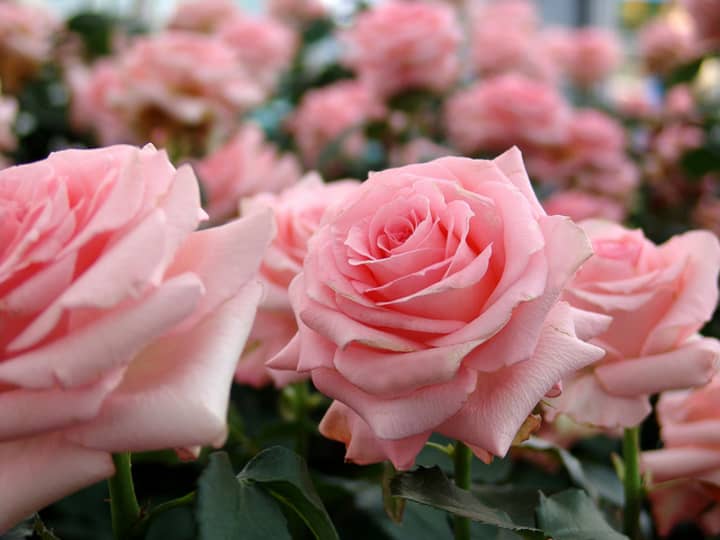 Plants and Things Floral Design will distribute complimentary roses at Oakwood Cemetery and St. Francis Cemetery on Sunday, May 29.