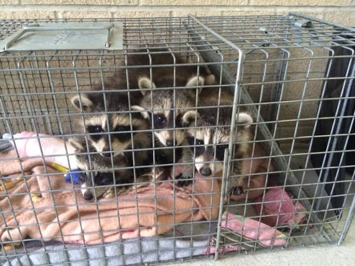 These baby raccoons were left and at Mount Kisco office of the County Health Department, which is looking for the person who left them on May 23.