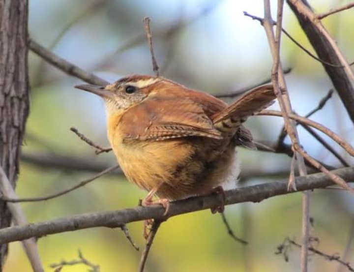 Carolina Wren, whose diet consists mainly of insects and spiders.
