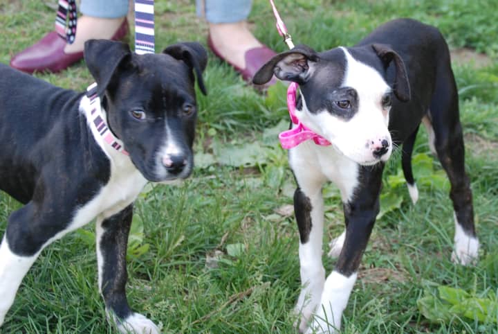 Remy (left) and Iggy are available for adoption through WASA.