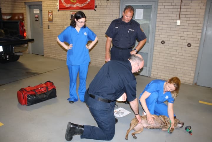 Fairfield Fire Lieutenant Bill Tuttle gets a pulse from a dog under the direction of Southport Vet Head Technician Lauren Haney.