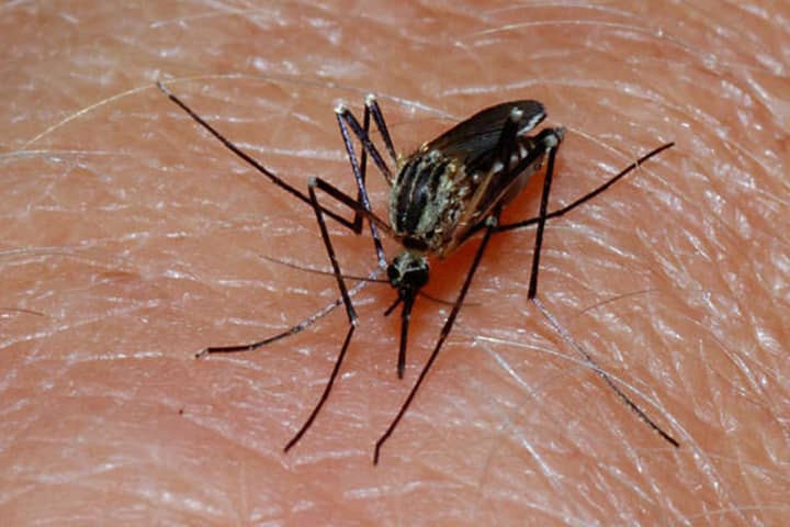 Protect yourself from mosquito bites as West Nile season begins. 